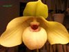 Paphiopedilum hangianum x malipoense 